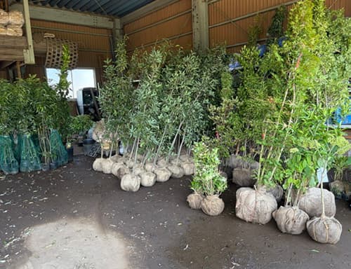 出荷を控えた市場の植木