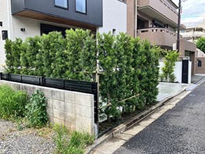生垣作り