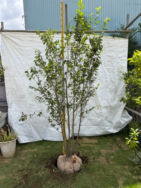エゴノキ、高さ2.5m(全体)