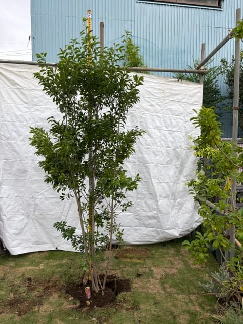 ソヨゴ、高さ2.5m(全体)