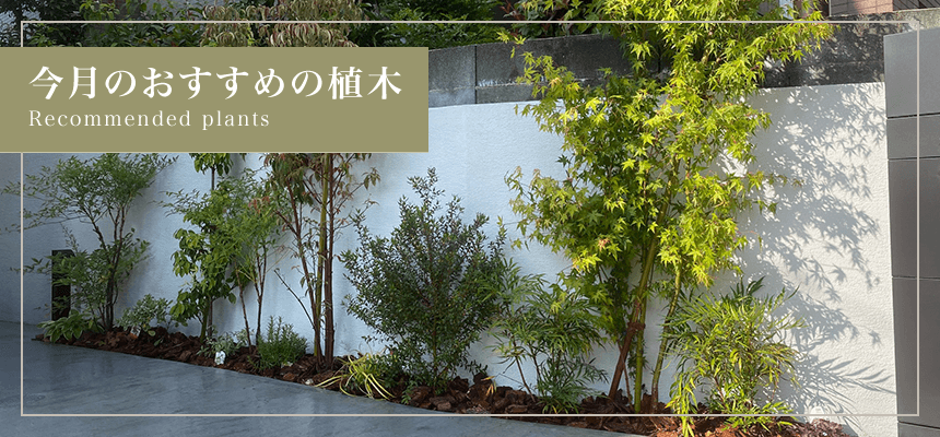 今月のおすすめの植木