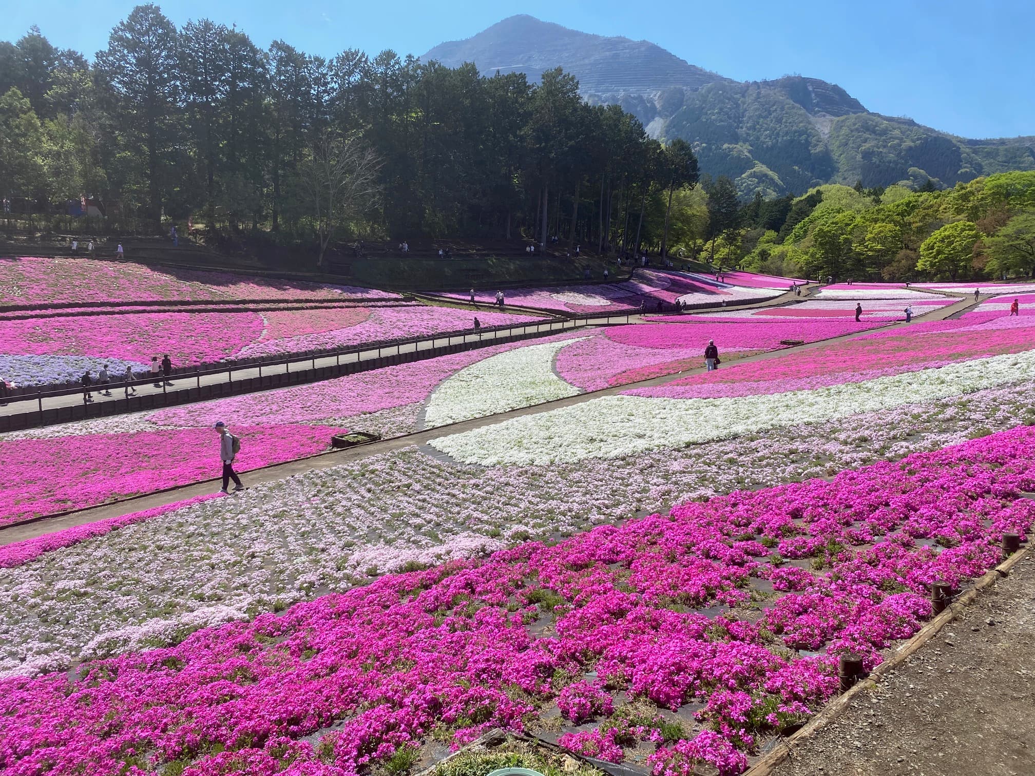 マイガーデンの花暦を作りましょう! ~一年中、花に囲まれて暮らすために~